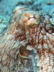 Hello! I'm watching you ... by Jm Leuba 